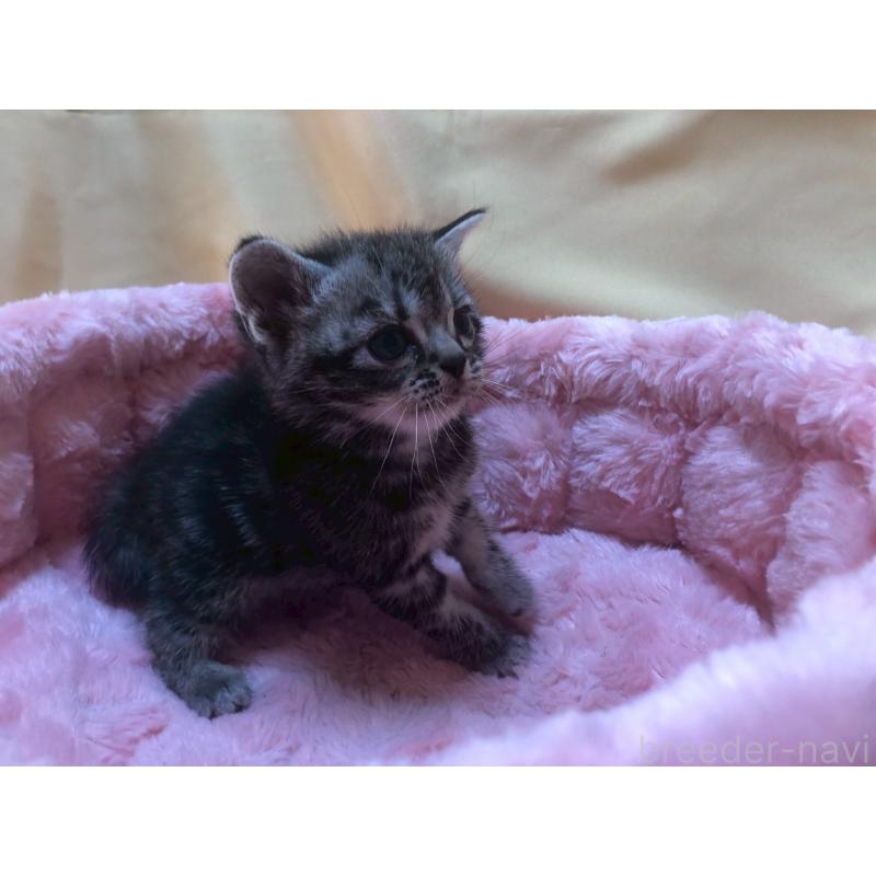 販売中の三重県のアメリカンショートヘア-132354の4枚目