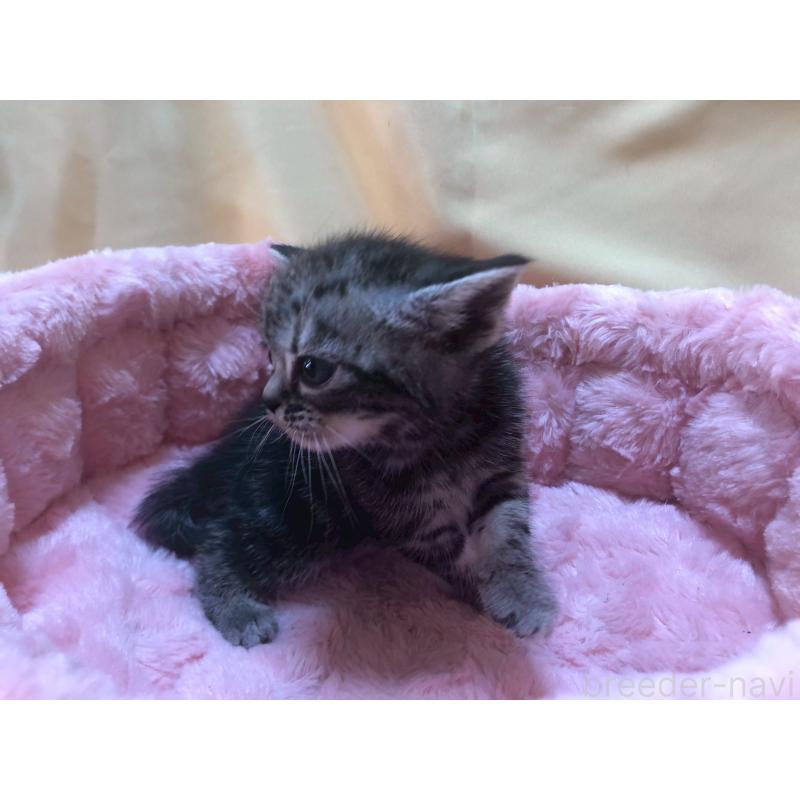 販売中の三重県のアメリカンショートヘア-132354の2枚目