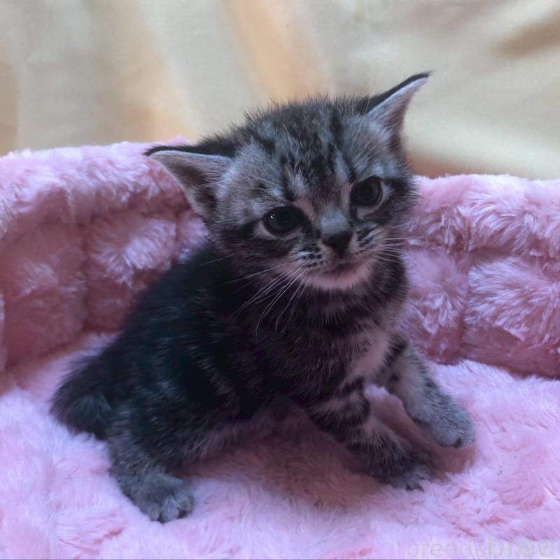 販売中の三重県のアメリカンショートヘア-132354