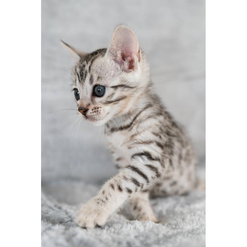 販売中の福岡県のベンガル-132357の10枚目