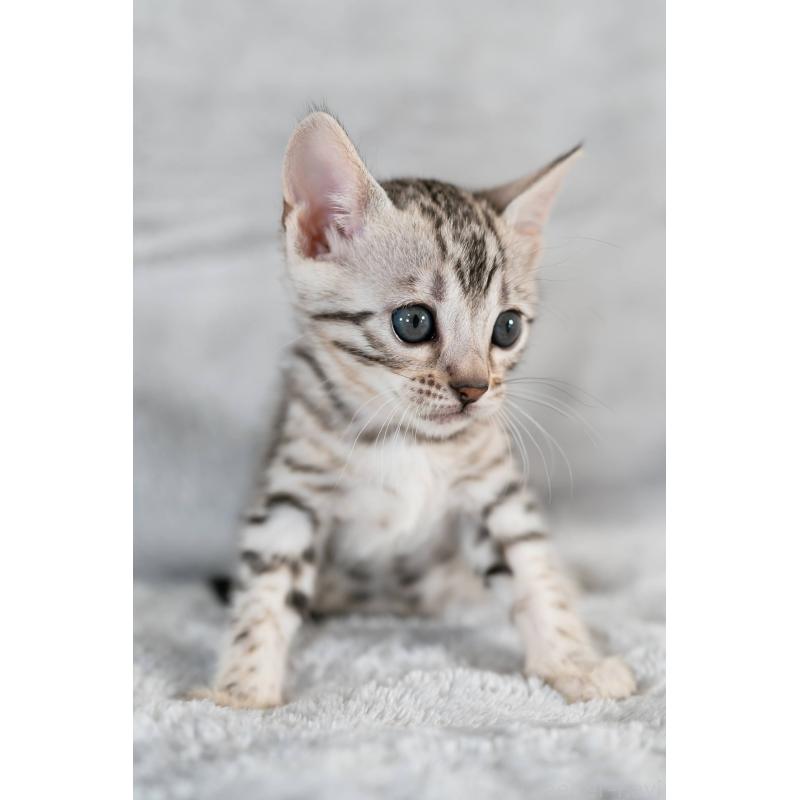 販売中の福岡県のベンガル-132357の9枚目