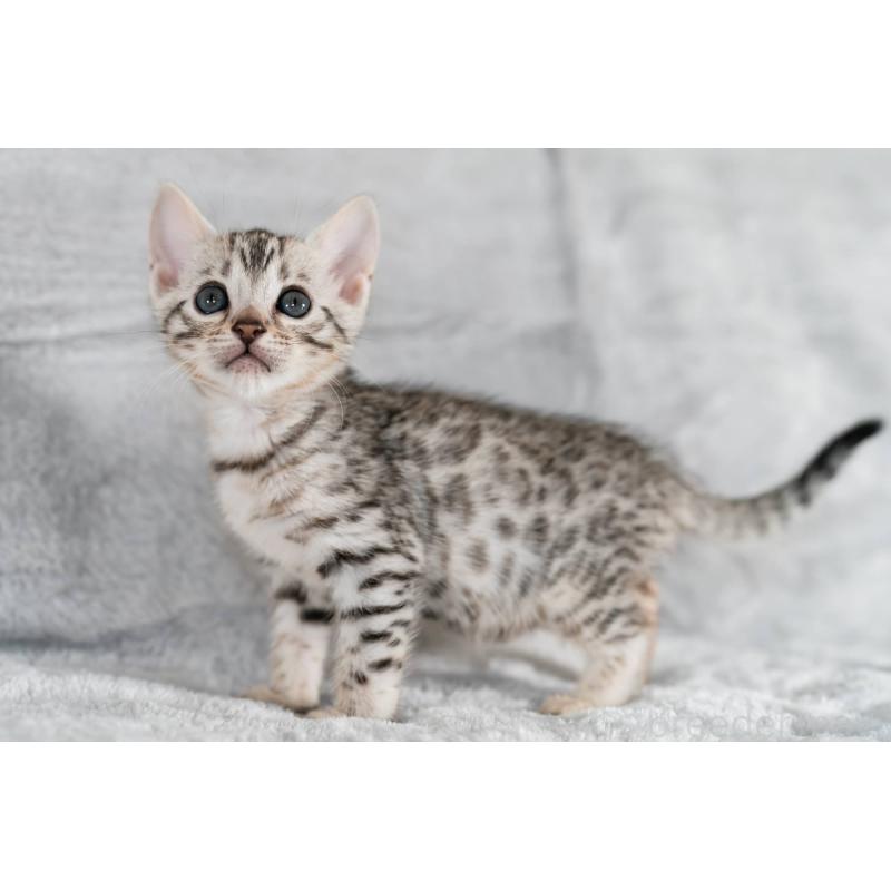 販売中の福岡県のベンガル-132357の8枚目