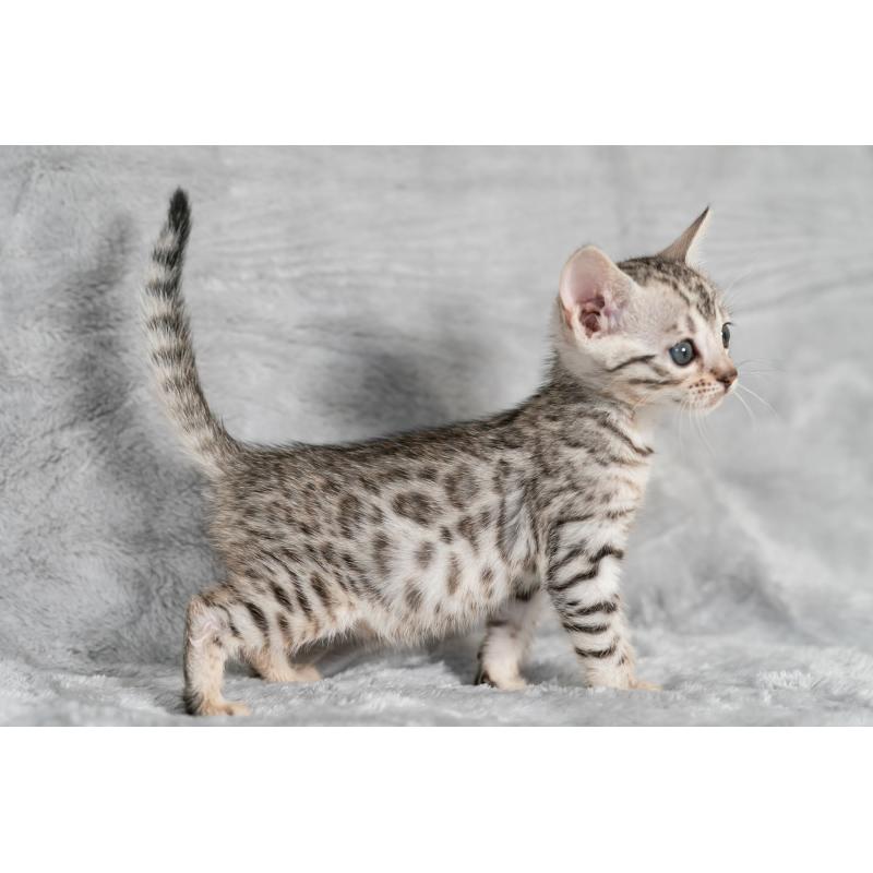 販売中の福岡県のベンガル-132357の7枚目