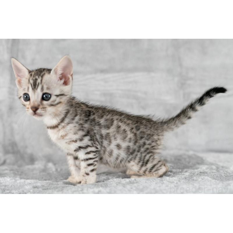 販売中の福岡県のベンガル-132357の6枚目