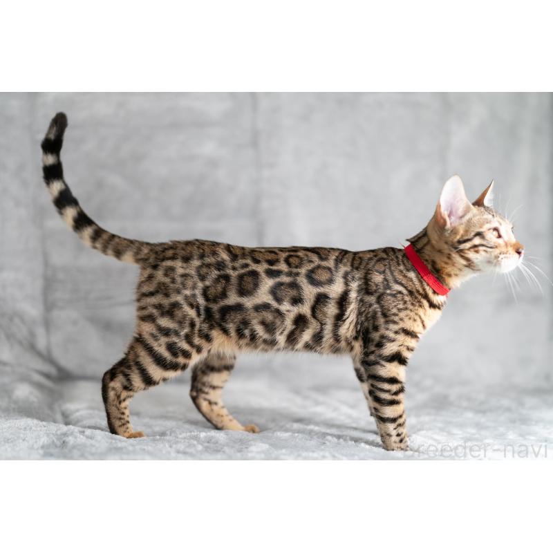 販売中の福岡県のベンガル-123797の3枚目