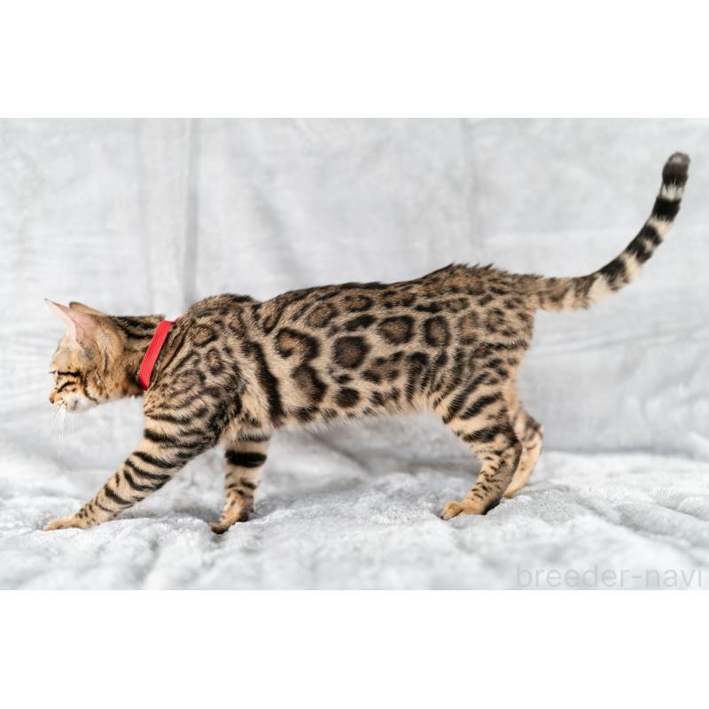 販売中の福岡県のベンガル-123797の2枚目