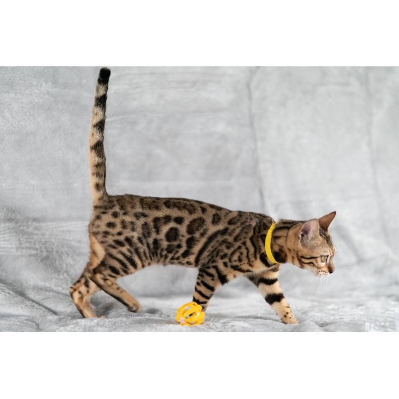 販売中の福岡県のベンガル-123796の4枚目