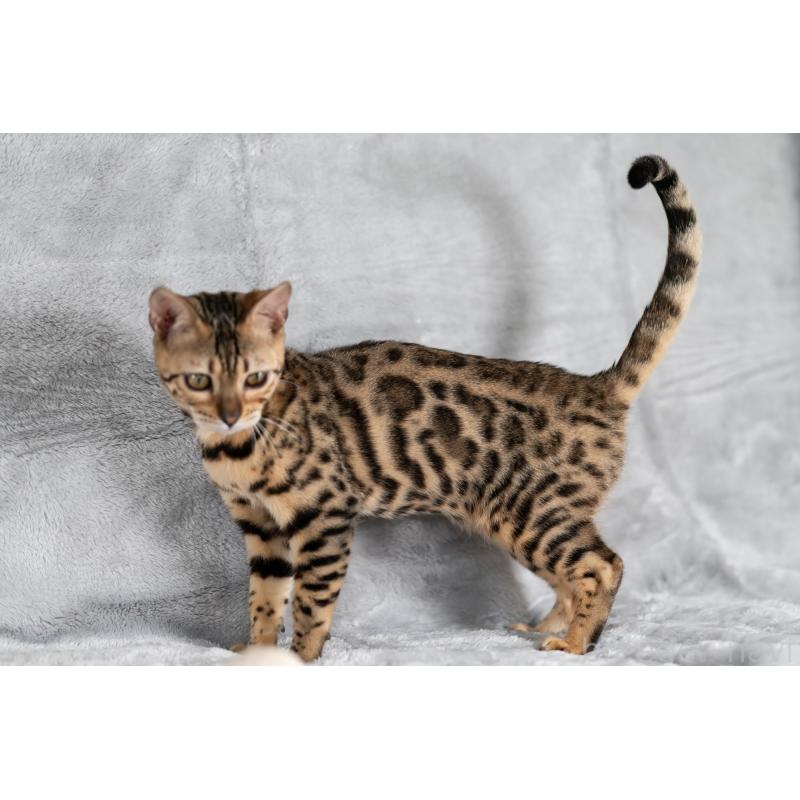 販売中の福岡県のベンガル-123796の3枚目