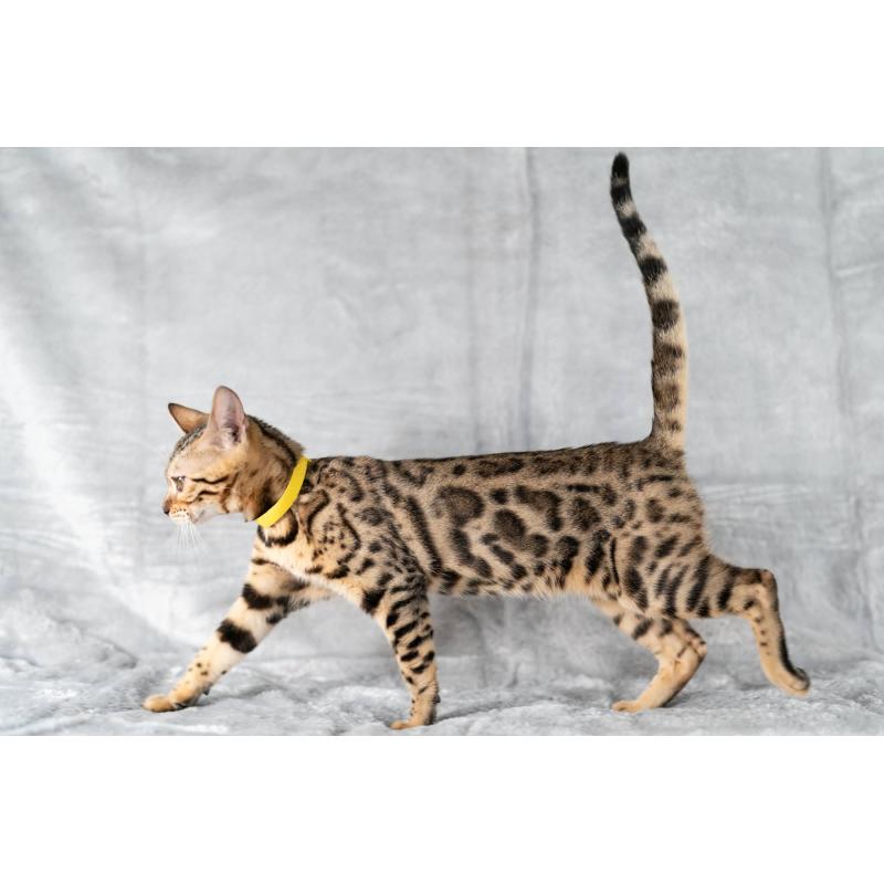 販売中の福岡県のベンガル-123796の2枚目