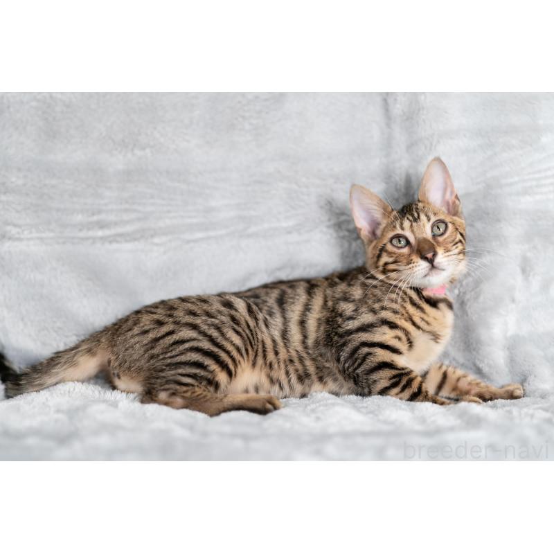 販売中の福岡県のベンガル-128574の4枚目