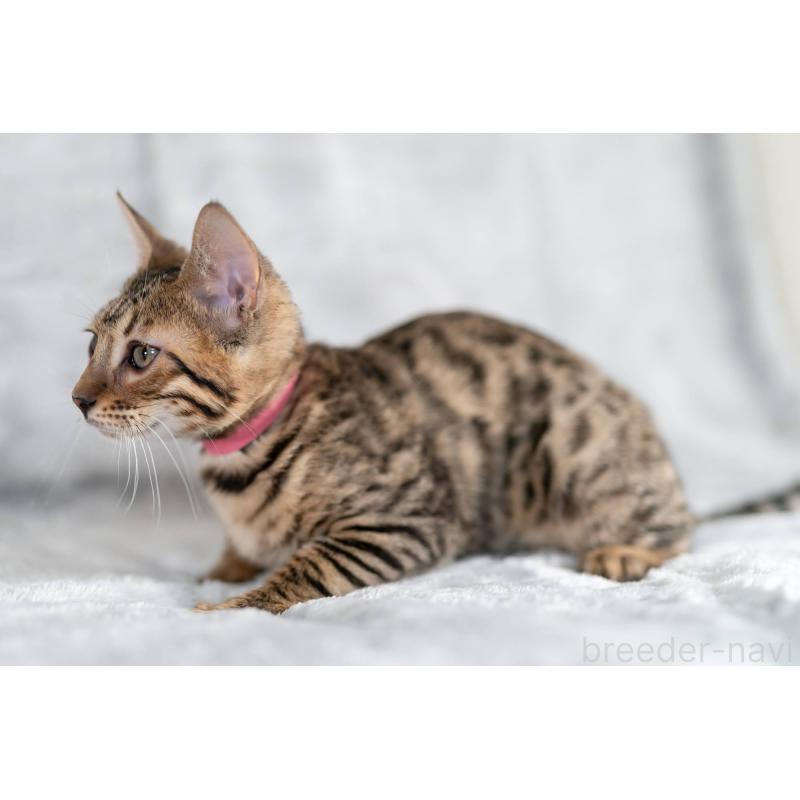 販売中の福岡県のベンガル-128574の3枚目