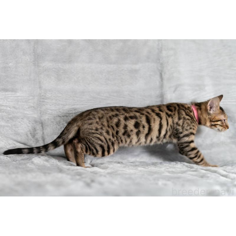 販売中の福岡県のベンガル-128574の2枚目