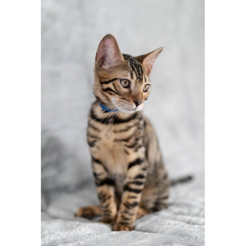 販売中の福岡県のベンガル-128577の5枚目