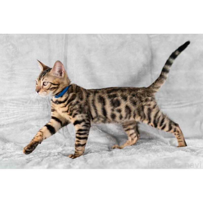 販売中の福岡県のベンガル-128577の4枚目