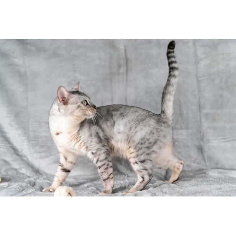 販売中の福岡県のベンガル-123683の3枚目