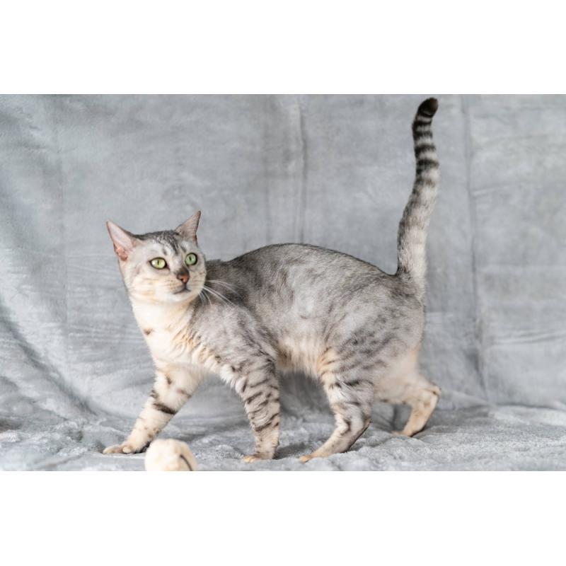 販売中の福岡県のベンガル-123683の2枚目