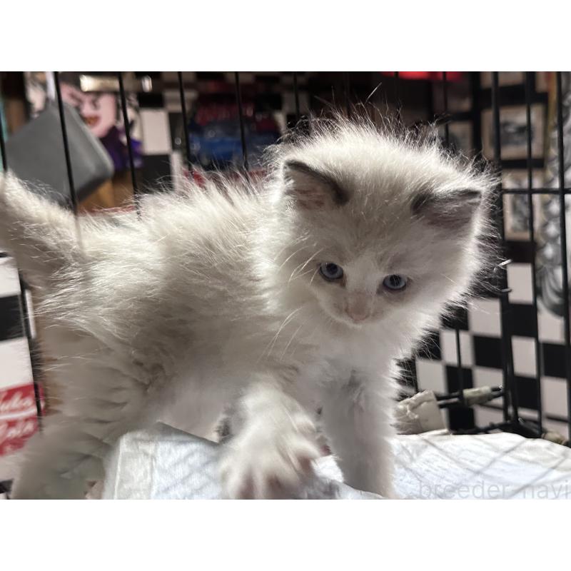 商談中の兵庫県のラグドール-131369の3枚目