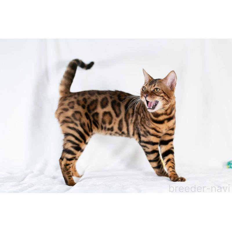 販売中の福岡県のベンガル-132363の4枚目