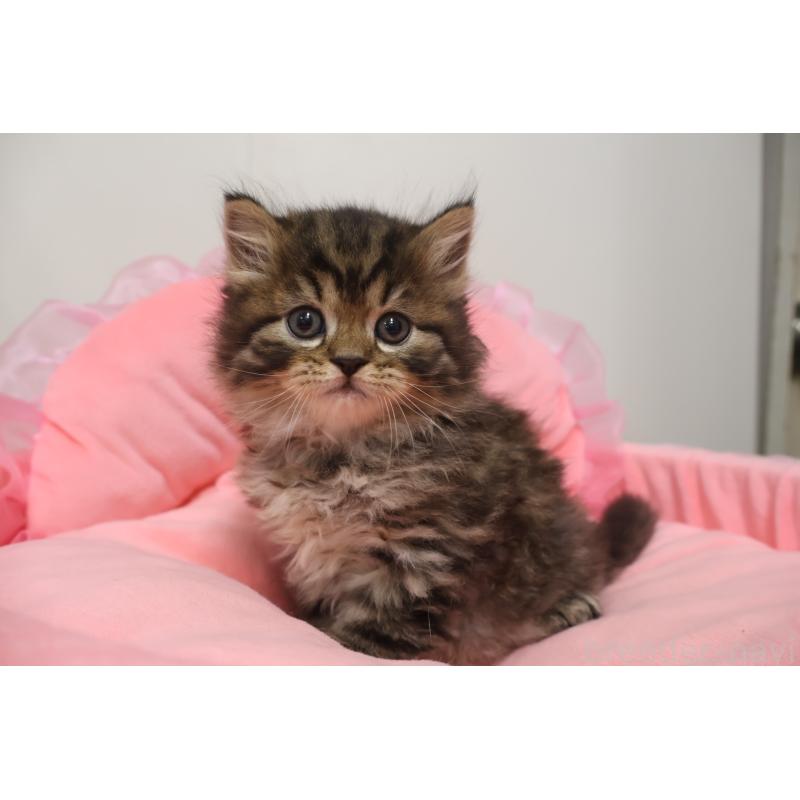 販売中の東京都のスコティッシュフォールド-132364の1枚目