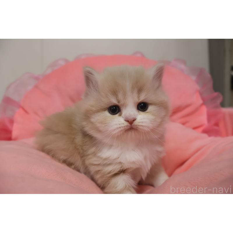 販売中の東京都のスコティッシュフォールド-132365の1枚目