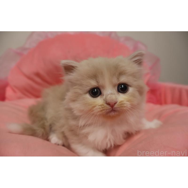 販売中の東京都のスコティッシュフォールド-132366の1枚目