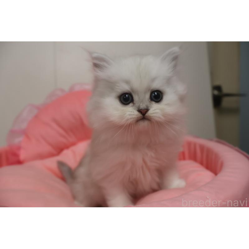 販売中の東京都のペルシャ(チンチラ)-132367