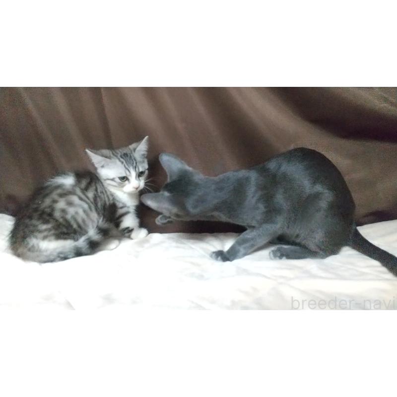 販売中の愛知県のミックス-132372の2枚目