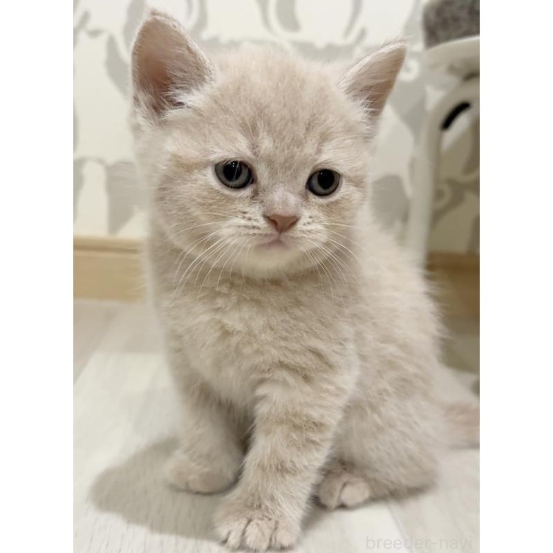 販売中の愛知県のスコティッシュフォールド-132373の6枚目