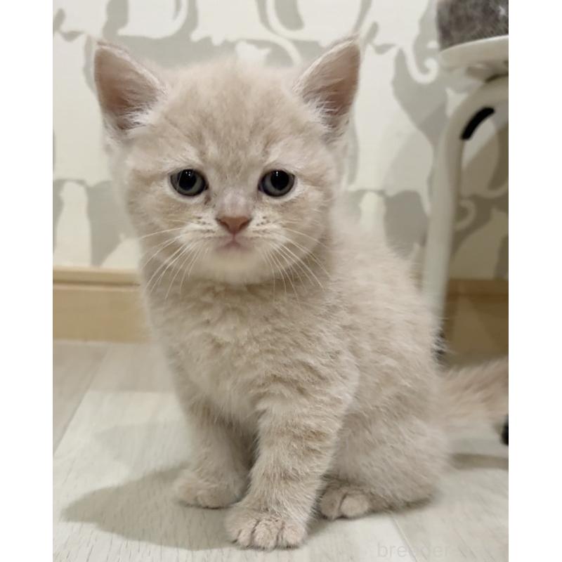 販売中の愛知県のスコティッシュフォールド-132373の5枚目