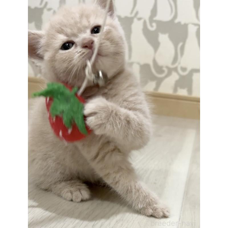 販売中の愛知県のスコティッシュフォールド-132373の4枚目