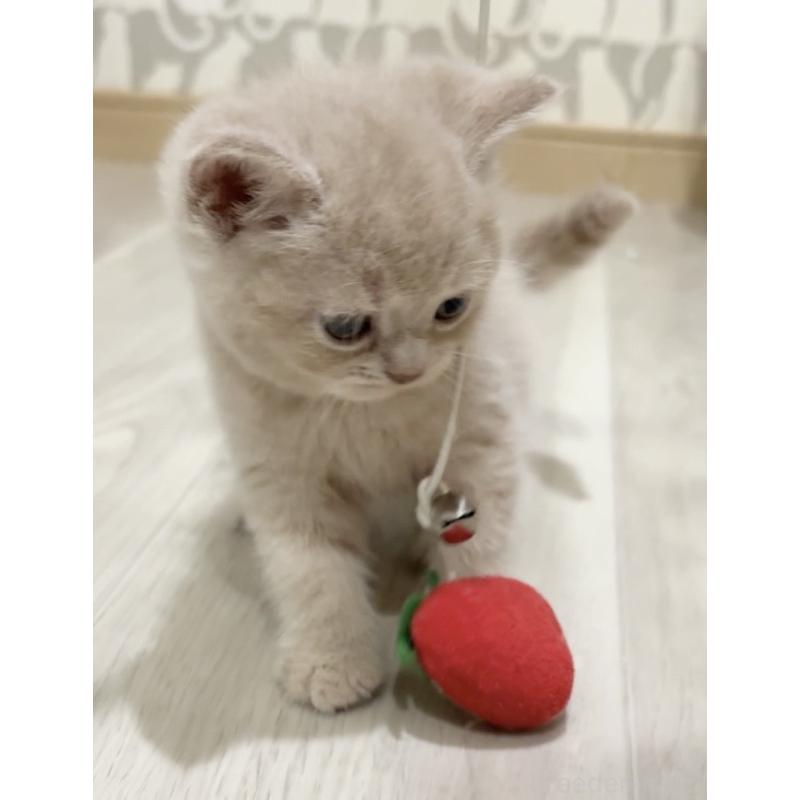 販売中の愛知県のスコティッシュフォールド-132373の3枚目