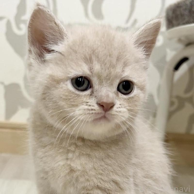 販売中の愛知県のスコティッシュフォールド-132373