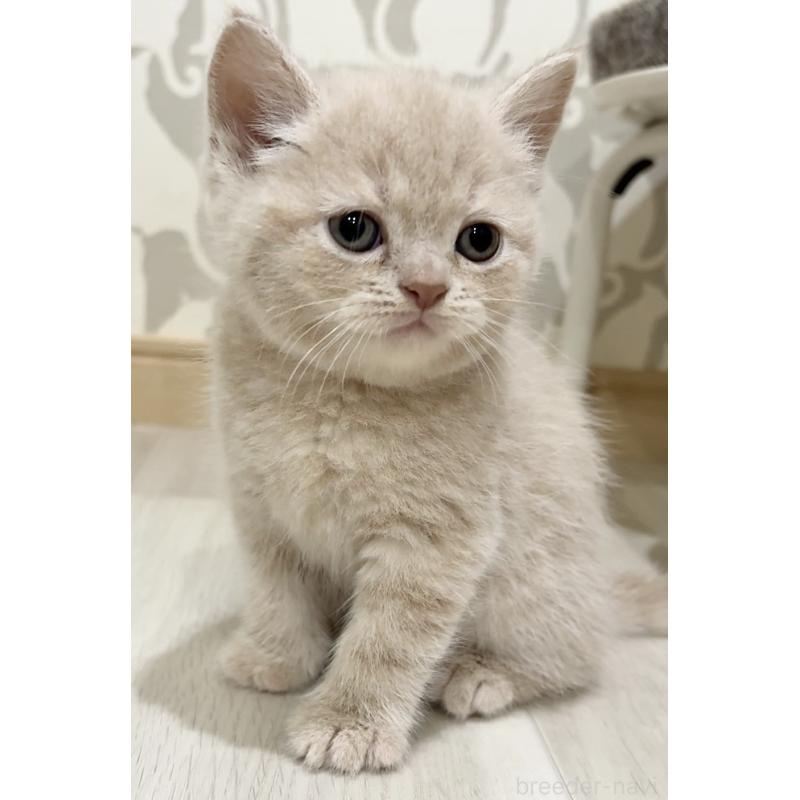 販売中の愛知県のスコティッシュフォールド-132373の2枚目