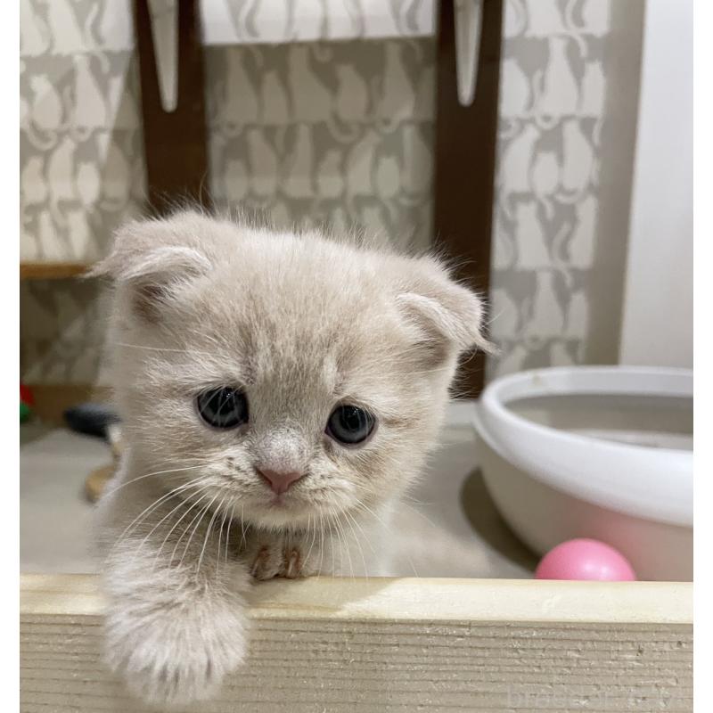 販売中の愛知県のスコティッシュフォールド(折れ耳)-132374の8枚目