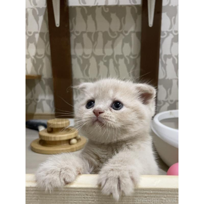 販売中の愛知県のスコティッシュフォールド(折れ耳)-132374の7枚目