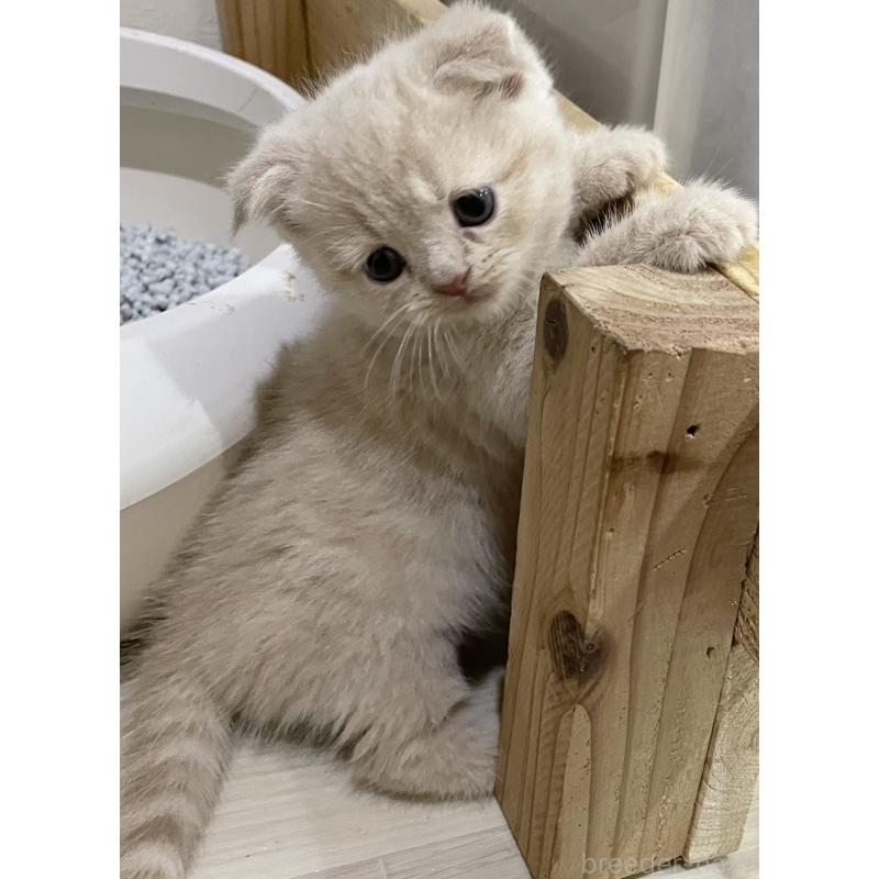 販売中の愛知県のスコティッシュフォールド(折れ耳)-132374の6枚目