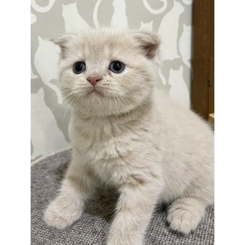 販売中の愛知県のスコティッシュフォールド(折れ耳)-132374の5枚目