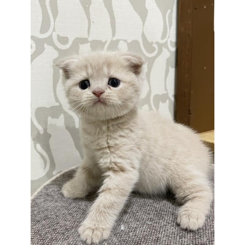 販売中の愛知県のスコティッシュフォールド(折れ耳)-132374の4枚目