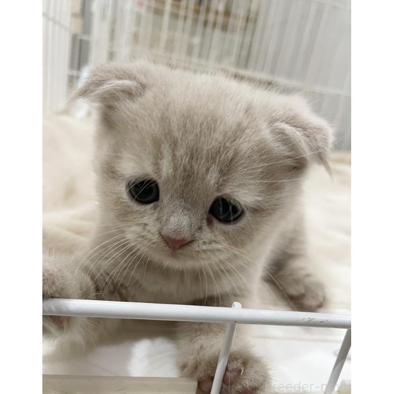 販売中の愛知県のスコティッシュフォールド(折れ耳)-132374の3枚目