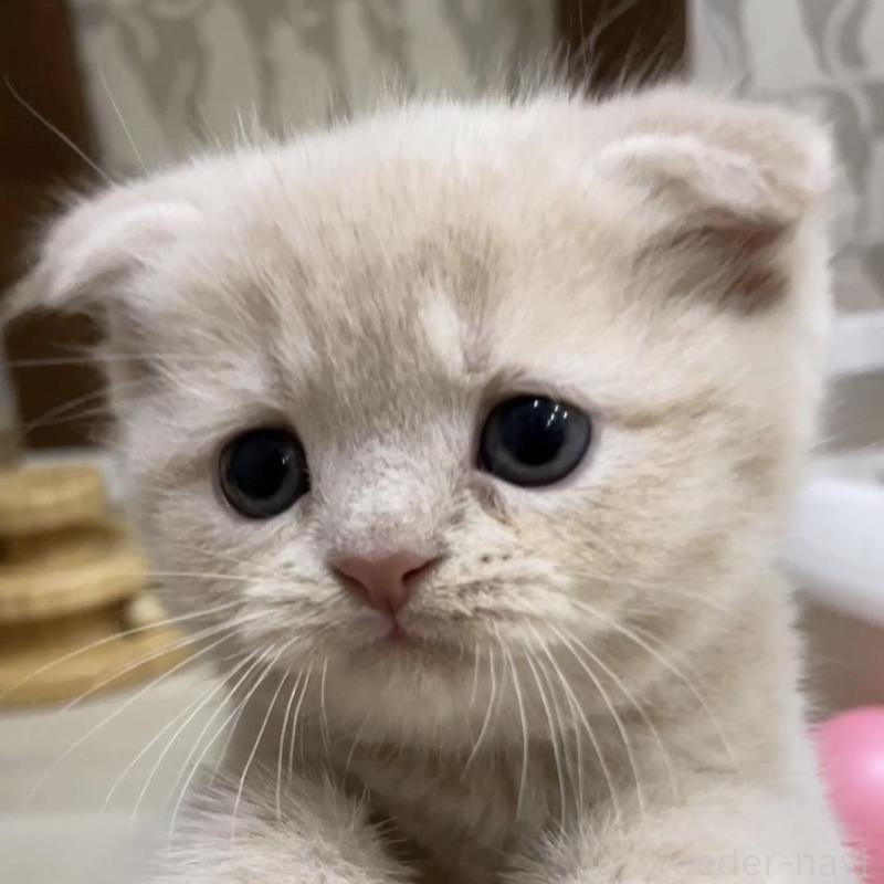 販売中の愛知県のスコティッシュフォールド(折れ耳)-132374