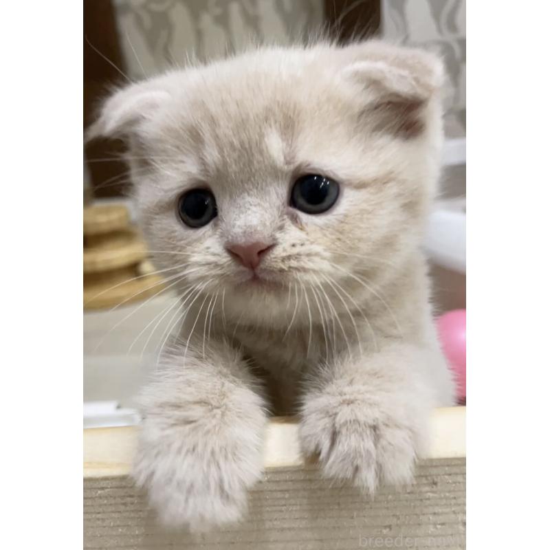 販売中の愛知県のスコティッシュフォールド(折れ耳)-132374の2枚目