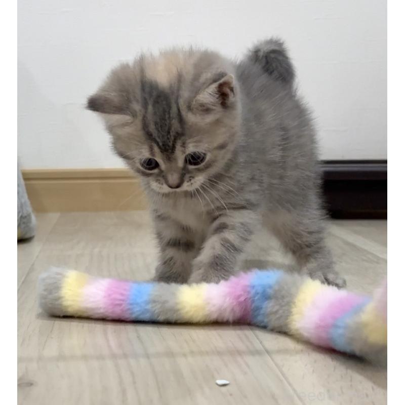 販売中の愛知県のスコティッシュフォールド-132375の8枚目