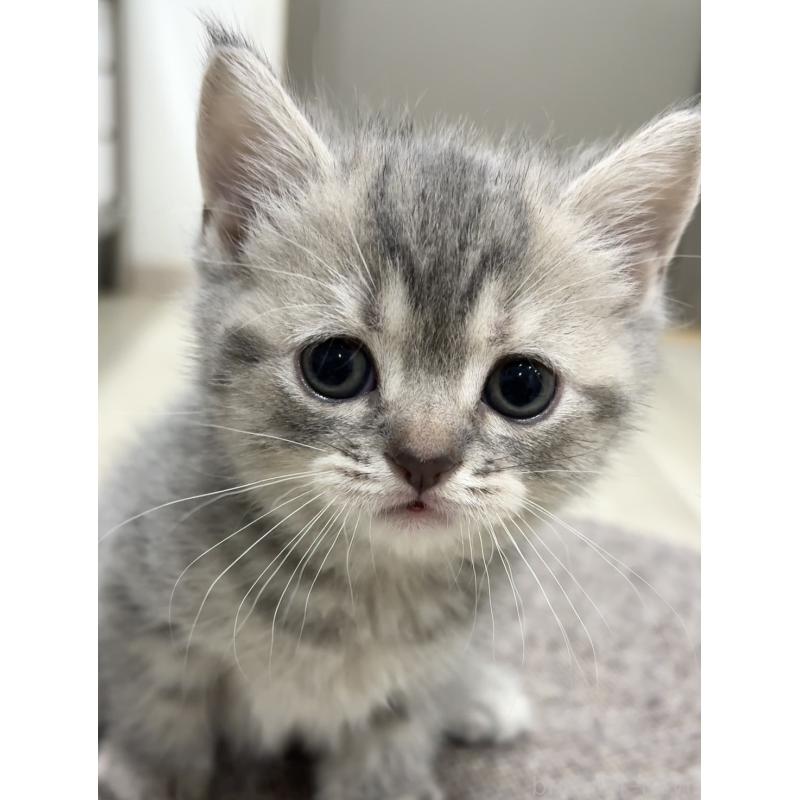 販売中の愛知県のスコティッシュフォールド-132375の7枚目