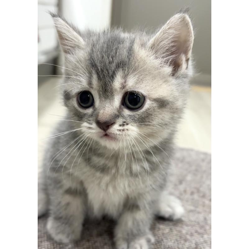 販売中の愛知県のスコティッシュフォールド-132375の6枚目