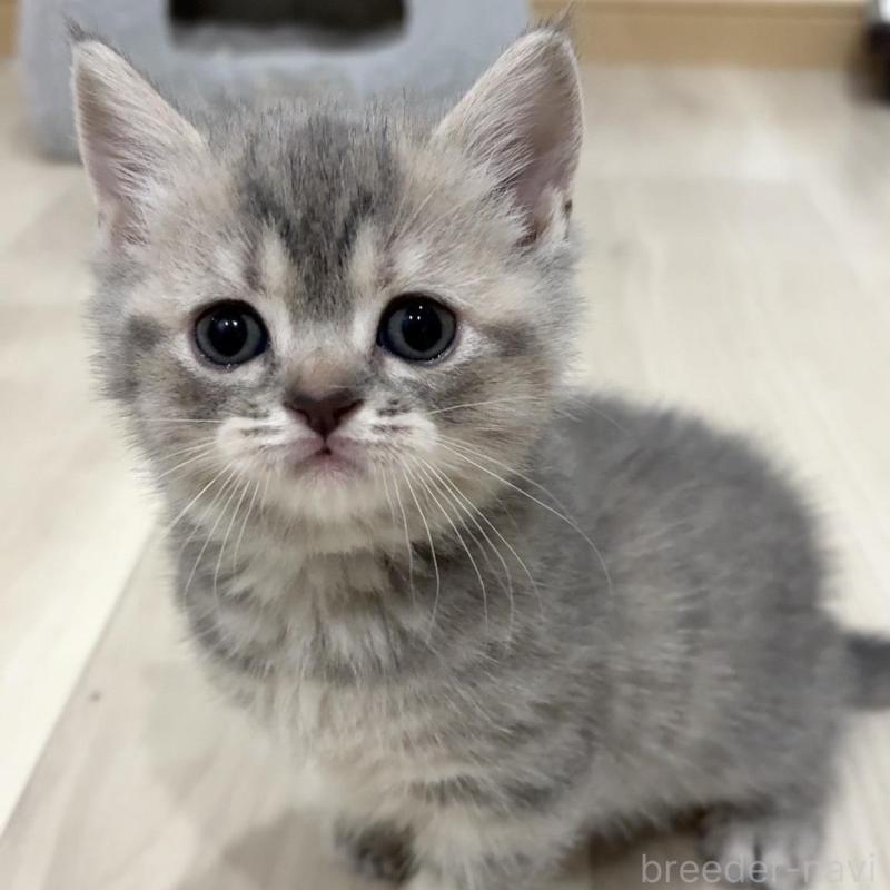 販売中の愛知県のスコティッシュフォールド-132375の1枚目