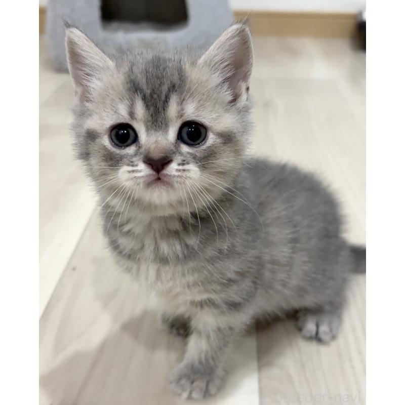 販売中の愛知県のスコティッシュフォールド-132375の2枚目