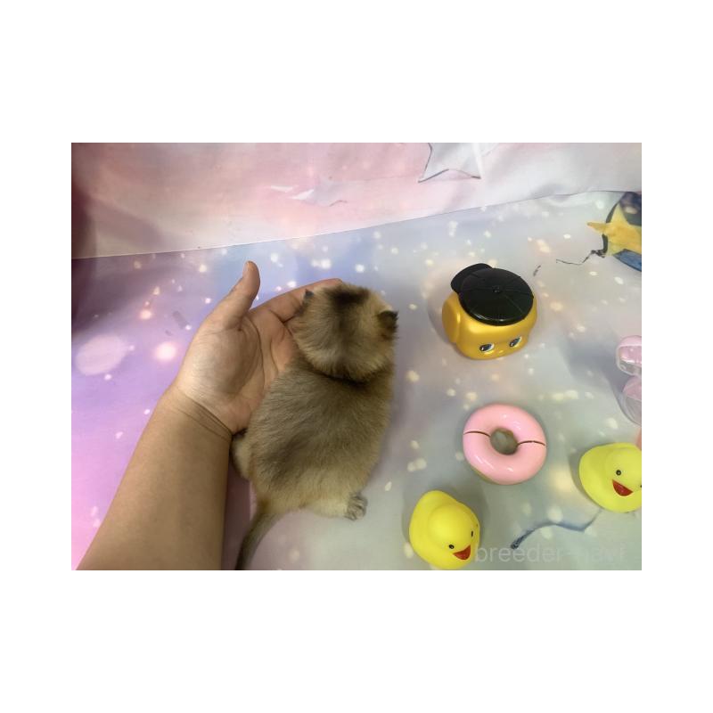 販売中の大阪府のブリティッシュショートヘア-132376の5枚目