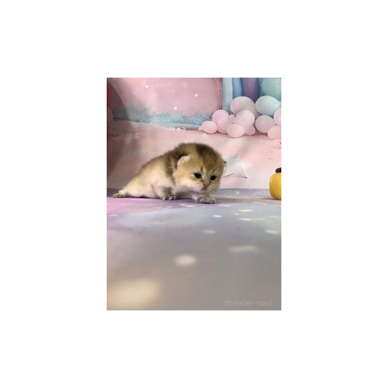 販売中の大阪府のブリティッシュショートヘア-132376の6枚目