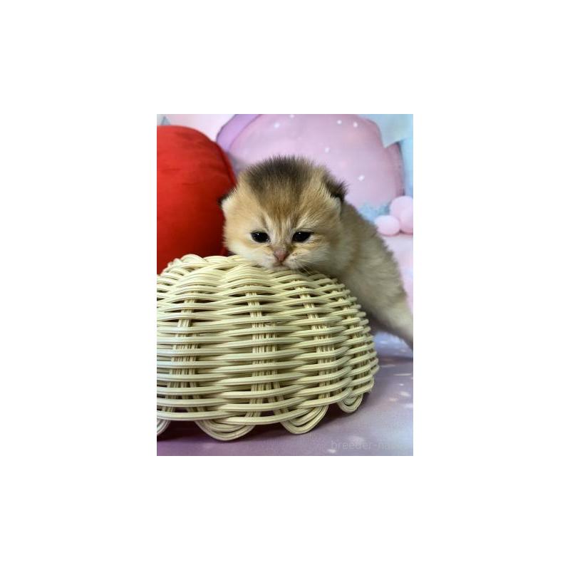 販売中の大阪府のブリティッシュショートヘア-132376の4枚目