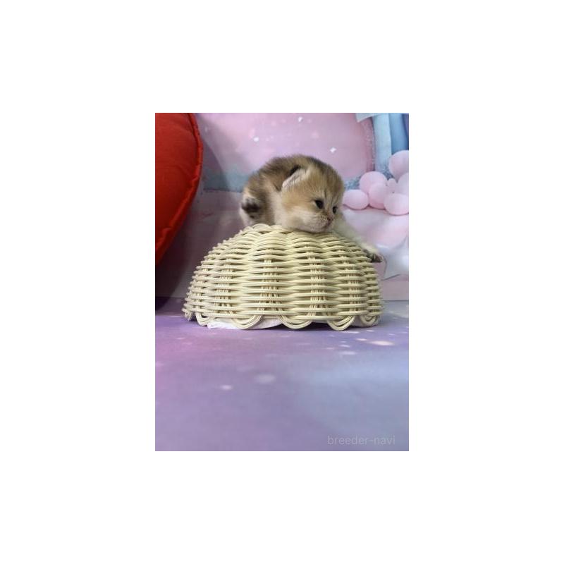 販売中の大阪府のブリティッシュショートヘア-132376の2枚目